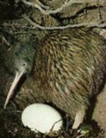 Фауна Новой Зеландии